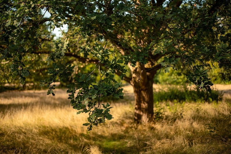 Enchanted Oak Forest