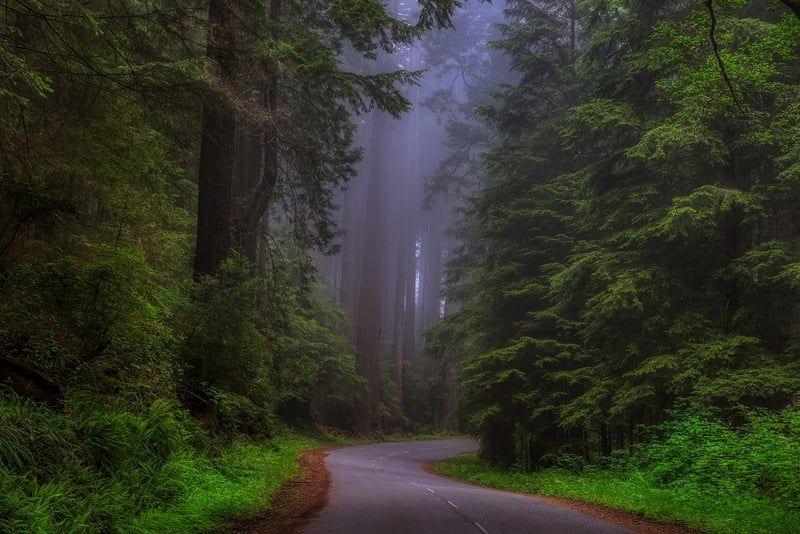 Redwood Grove